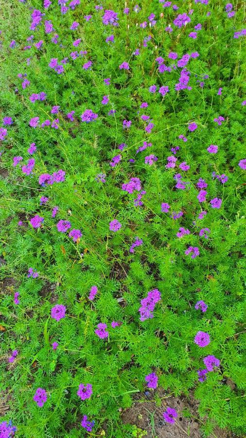 凯梅尔Flora Pansiyon Cirali公寓 外观 照片