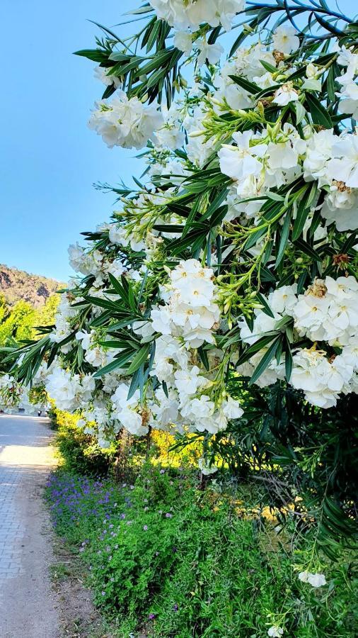 凯梅尔Flora Pansiyon Cirali公寓 外观 照片