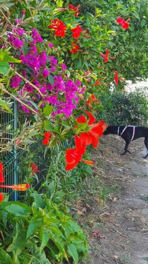 凯梅尔Flora Pansiyon Cirali公寓 外观 照片